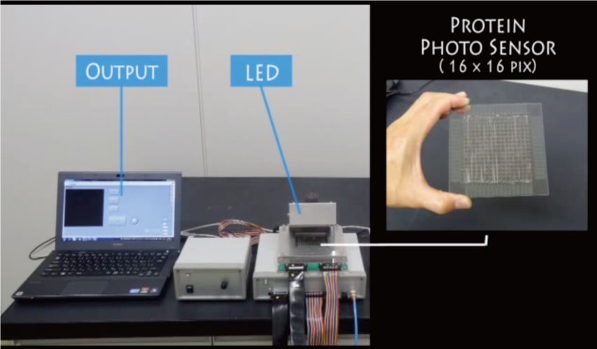 Protein Photosensor