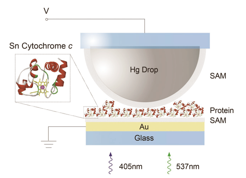 Protein Photosensor