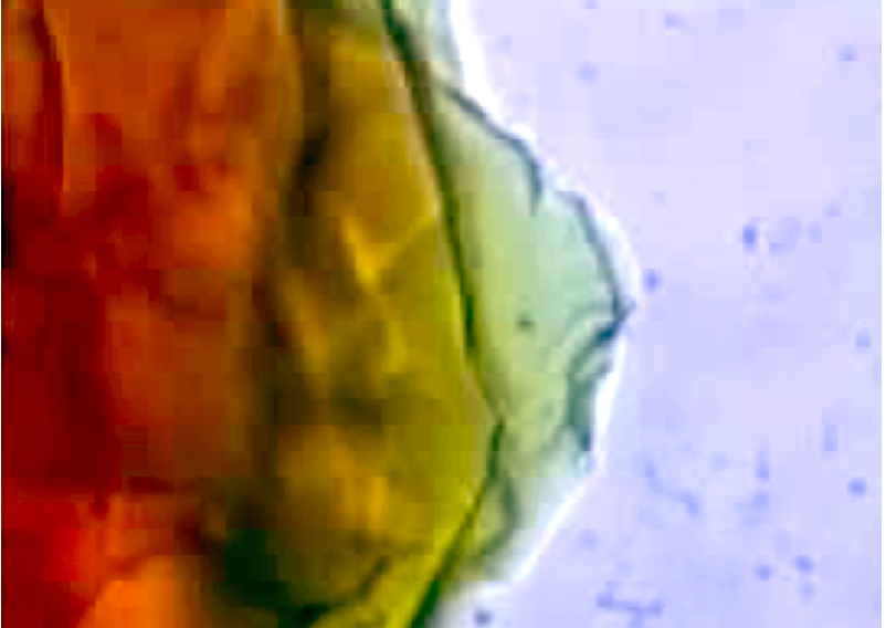 Self-oscillating Gel