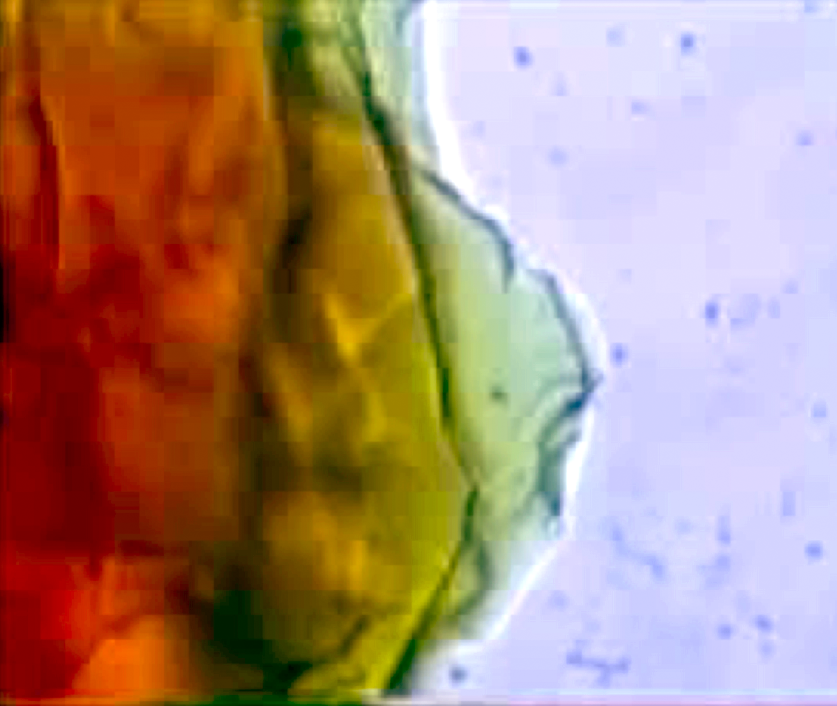Self-oscillating Gel